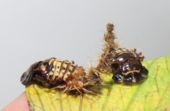 Aspidimorpha puncticosta