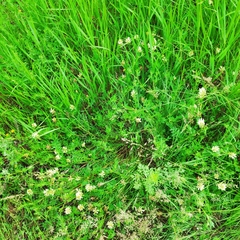 Astragalus inopinatus