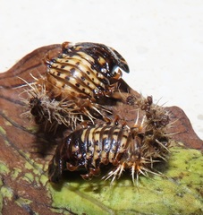 Aspidimorpha puncticosta