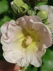 Alcea rosea