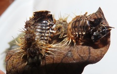 Aspidimorpha puncticosta