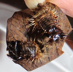 Aspidimorpha puncticosta