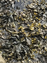 Fucus serratus