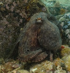 Octopus sinensis