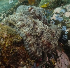 Octopus sinensis