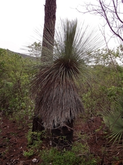 Dasylirion quadrangulatum