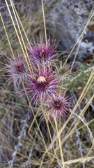 Ptilostemon hispanicus