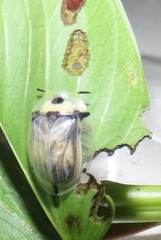 Aspidimorpha puncticosta