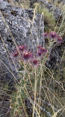 Ptilostemon hispanicus