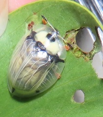Aspidimorpha puncticosta