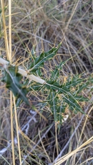 Ptilostemon hispanicus