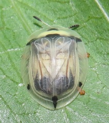 Aspidimorpha puncticosta