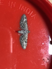 Eupithecia nanata