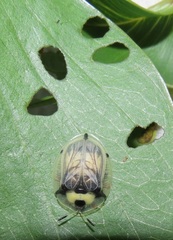 Aspidimorpha puncticosta