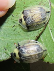 Aspidimorpha puncticosta