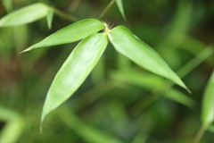 Phyllostachys viridiglaucescens