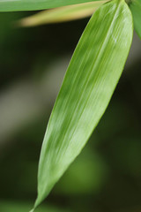 Phyllostachys viridiglaucescens