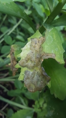 Cheilosia semifasciata