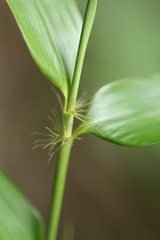 Phyllostachys viridiglaucescens