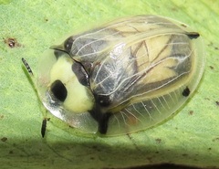 Aspidimorpha puncticosta