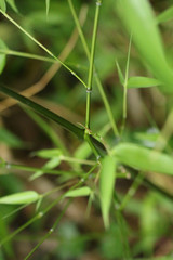 Phyllostachys viridiglaucescens