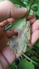 Cheilosia semifasciata