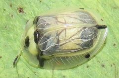 Aspidimorpha puncticosta