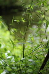 Phyllostachys viridiglaucescens