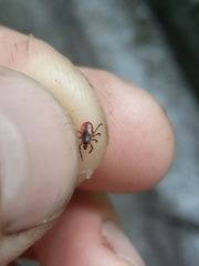 Ixodes persulcatus