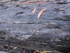 Eucalyptus racemosa