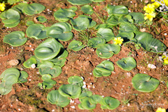 Eriospermum descendens