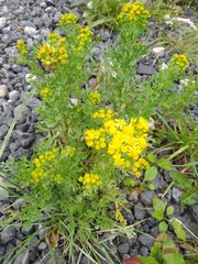 Jacobaea vulgaris