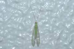 Pseudomallada cognatellus