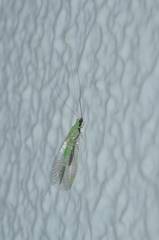 Pseudomallada cognatellus