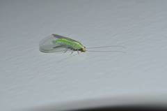 Pseudomallada formosanus