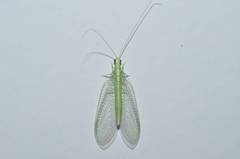 Pseudomallada formosanus