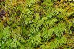 Hymenophyllum cupressiforme