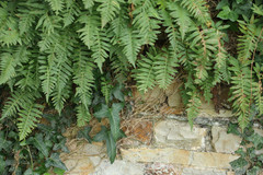 Polypodium interjectum