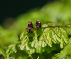 Hymenophyllum cupressiforme