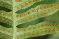 Polypodium interjectum
