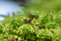 Hymenophyllum cupressiforme