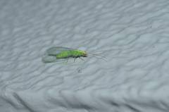 Chrysoperla nipponensis