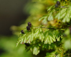 Hymenophyllum cupressiforme