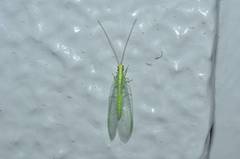 Chrysoperla nipponensis