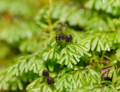 Hymenophyllum cupressiforme