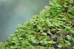 Hymenophyllum cupressiforme