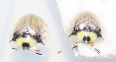 Aspidimorpha puncticosta