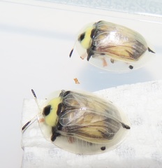 Aspidimorpha puncticosta