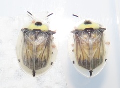 Aspidimorpha puncticosta