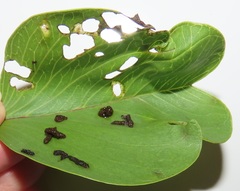 Aspidimorpha puncticosta